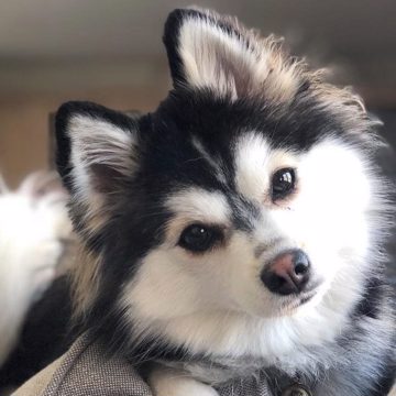 Pomsky Dog Breed Pomeranian Husky Mix Pomsky Dog Breed Pomeranian Husky Mix