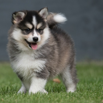 Pomsky Pom Pomsky Pom