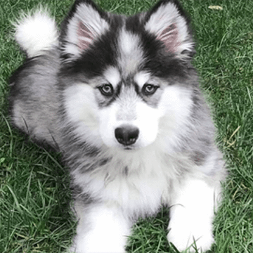 Geo Loc About Pomsky Img Geo Loc About Pomsky Img